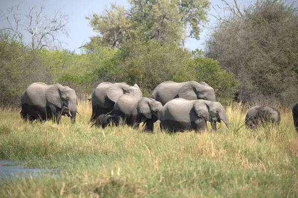 Parktaki bir grup Afrika fili..