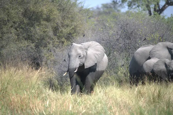 Afrika, Zimbabwe bozkırındaki filler.