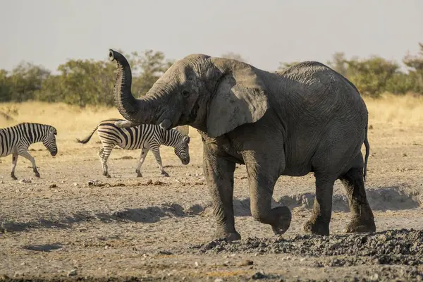 Afrika fili (lolodonta africana) Etoşa Ulusal Parkı, Namibya 'dan içme suyu. Afrika