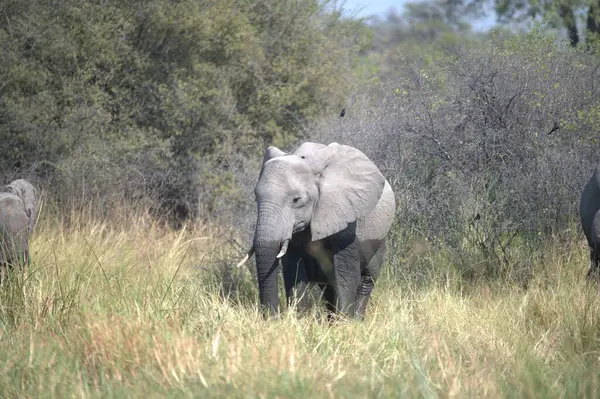Otların arasında yürüyen fil.