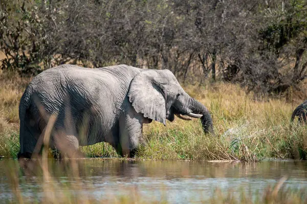 Afrika filleri Güney Afrika 'daki Kruger Ulusal Parkı' nda