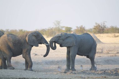 Afrika savanasındaki fil.