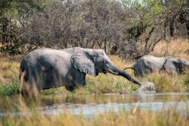 Chochochobotswana Ulusal Parkı 'ndaki su birikintisindeki su birikintisindeki su birikintisinde bir grup fil.
