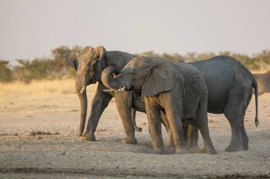 Etoşa Ulusal Parkı, Namibya, Afrika.