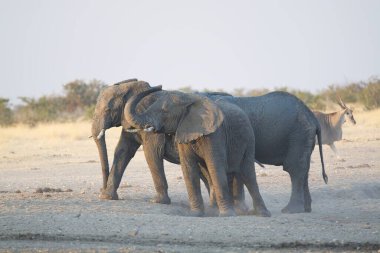 Etoşa Ulusal Parkı 'ndaki fil, Namib Afrika.