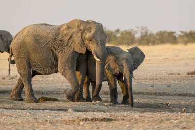 Afrika savanasındaki fil, namibya