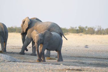 Afrika fili, etkin Milli Parkı, Namibya