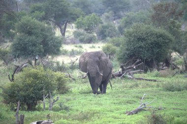 Savanadaki Afrika fili