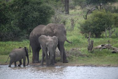 a group of elephants playing in the water