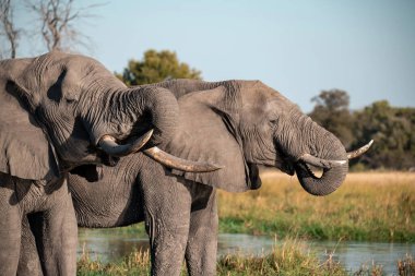 Afrika fili, Loxolota Africana, suda yürüyor.