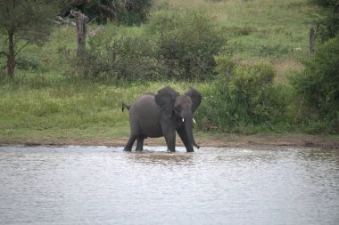 Afrika savanasında bir fil.