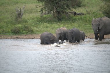 Doğal ortamdaki Afrika vahşi filleri.