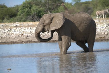 Chobe Ulusal Parkı, Botswana, Afrika 'daki su birikintisindeki Afrika fili..