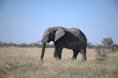 Güzel bir Afrika fili.