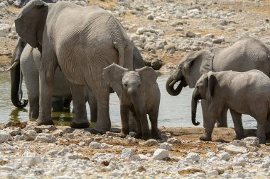 Suda yürüyen bir grup fil..