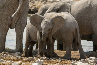 Fil ailesi vahşi doğada