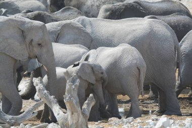 Afrika vahşi hayvanları, doğa habitatı.