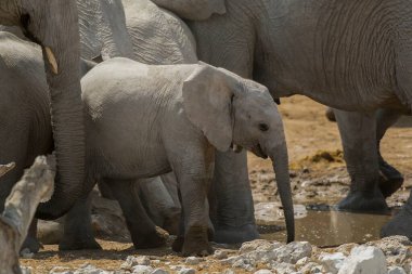 Afrika çalılıklarında fil