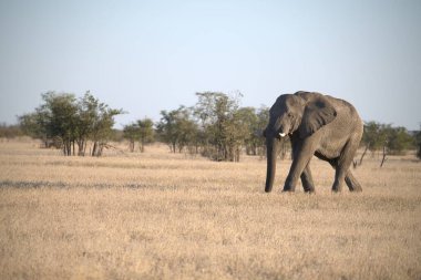Afrika bozkırlarında savanada yürüyen bir fil.
