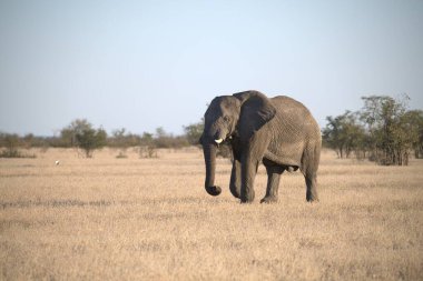 Zimbabwe 'deki savanda fil