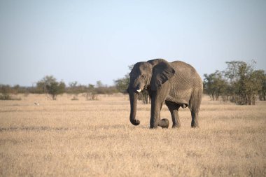 Kenya bozkırında büyük bir fil