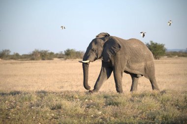 Afrika savanasında yürüyen bir fil.