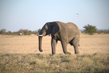 Afrika savanındaki fil.