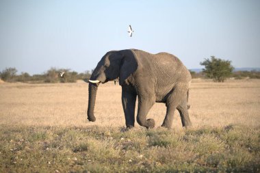 Kenya savanındaki fil