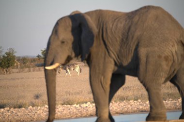 Savanadaki Afrika fili