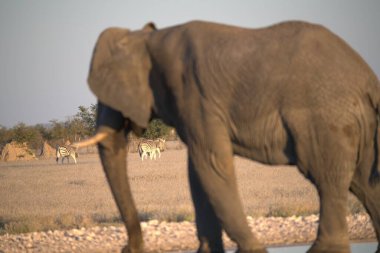 Kenya ulusal parkında fil