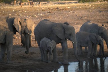 Fil delikten su içiyor.