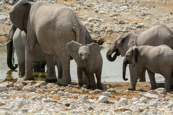 Suda yürüyen bir grup fil..