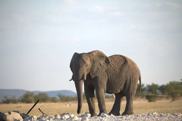 Afrika, Afrika 'daki Kruger Ulusal Parkı' ndaki Afrika fili