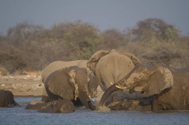 Afrika filinde filler.