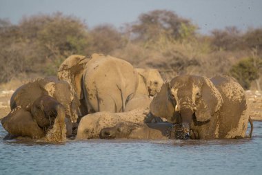 Afrika fili (Loxota africana), Güney Afrika 'daki Kruger Ulusal Parkı' nda içme suyu..