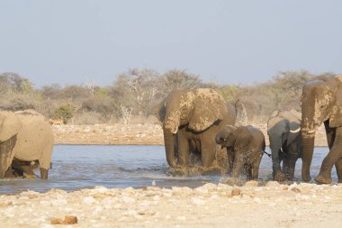 Afrika çalı filleri, Lodonta Africana Güney Afrika 'daki Kruger Ulusal Parkı' ndaki bir su birikintisinde içme suyu..