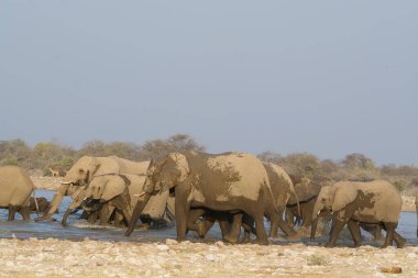 Afrika filleri su birikintisindeki çukurda