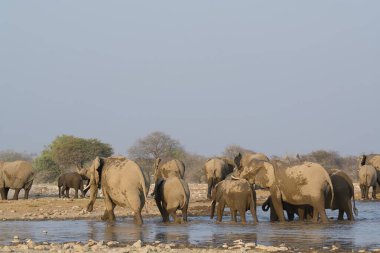 Kenya ulusal parkında filler