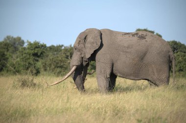 Afrika, Kenya savanındaki büyük fil.