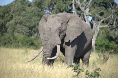 Savannah Afrika'nın büyük fil