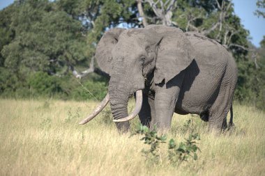 Kenya ulusal parkında büyük bir fil
