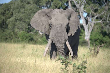 Büyük Afrika fili (Loxodonta africana), Kruger, Güney Afrika, Afrika
