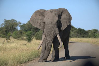 Kenya bozkırında büyük filler.
