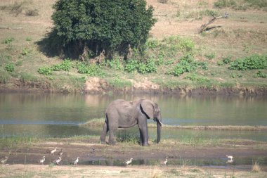 Suda yürüyen bir fil sürüsü.
