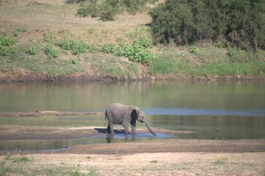 Afrika savanındaki filler.