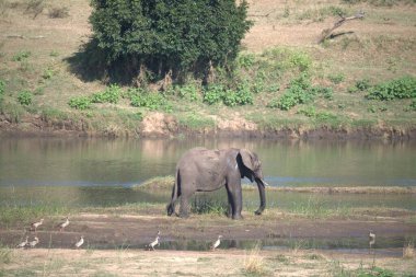 Kenya bozkırında bir fil sürüsü.
