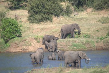Afrika vahşi hayvanları vahşi doğada