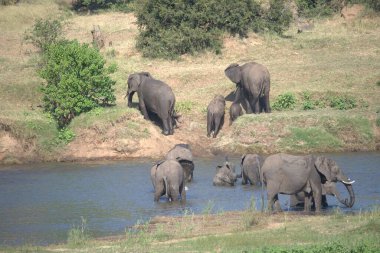 Afrika savanasındaki filler