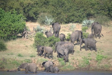 Kenya 'nın ulusal parkındaki nehirde filler