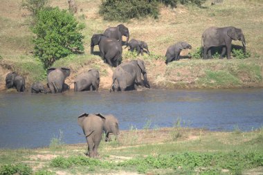 Afrika fili, loxodonta africana